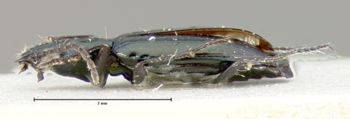 Media type: image;   Entomology 34746 Aspect: habitus lateral view